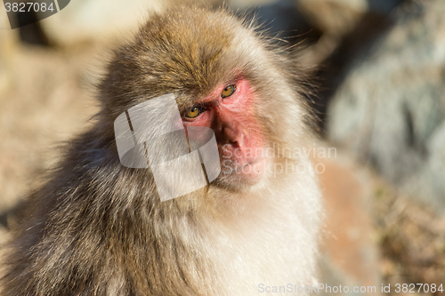 Image of Japanese Monkey