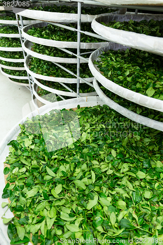 Image of Fermentation tray of tea