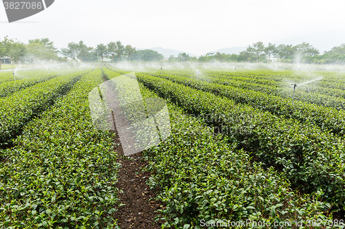 Image of Tea plantation with water sprinkler system