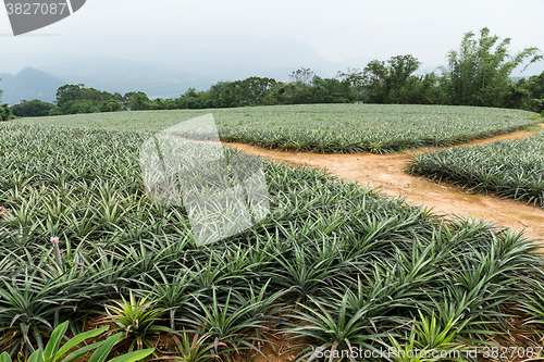 Image of Pineapple field