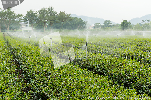 Image of Tea plantation gaden