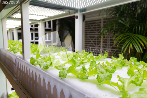 Image of Lettuce cultivated in hydroponic system at indoor