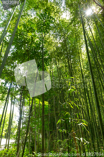 Image of Bamboo forest