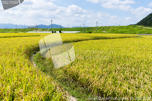 Image of Pathway between the paddy rice meadow