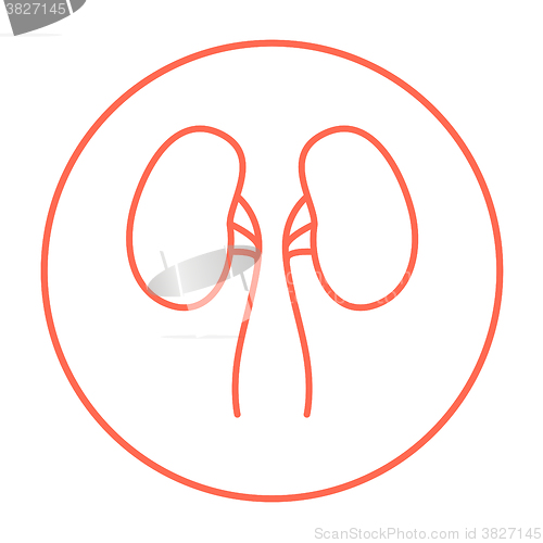 Image of Kidney line icon.