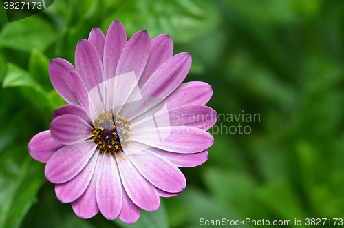 Image of Beautiful purple fanfare flower in a meadow