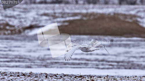 Image of Snowy Owl in Flight 