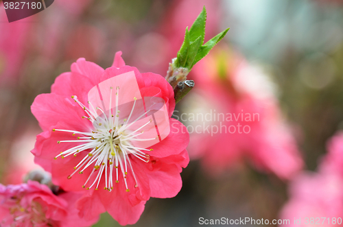 Image of Japanese apricot blossom