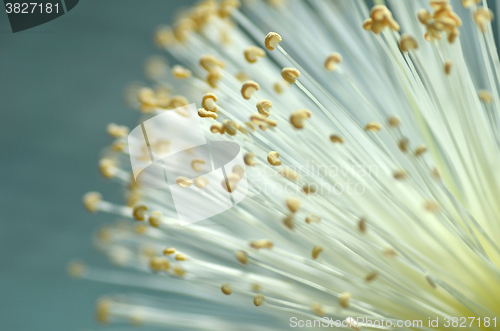 Image of Detail flower of shaving bush tree