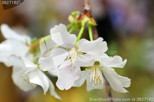 Image of Beautiful Cherry blossom