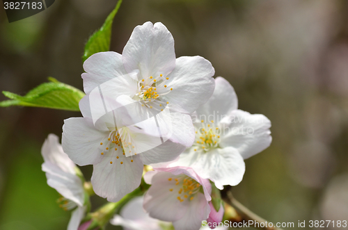 Image of Beautiful Cherry blossom
