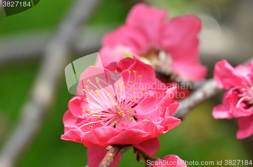 Image of Japanese apricot blossom