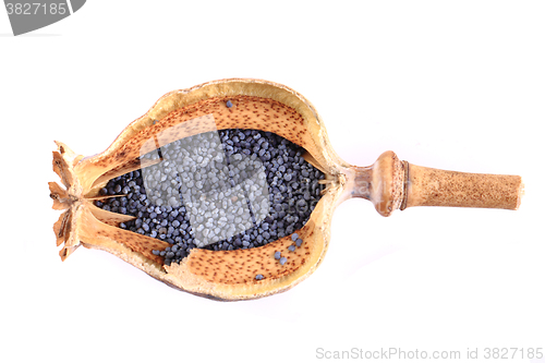 Image of poppy head and seeds 