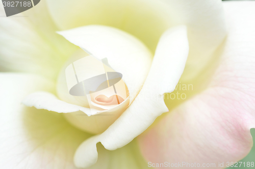 Image of Beautiful white rose flower head