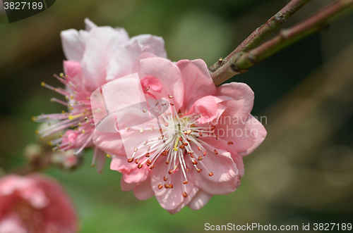 Image of Japanese apricot blossom