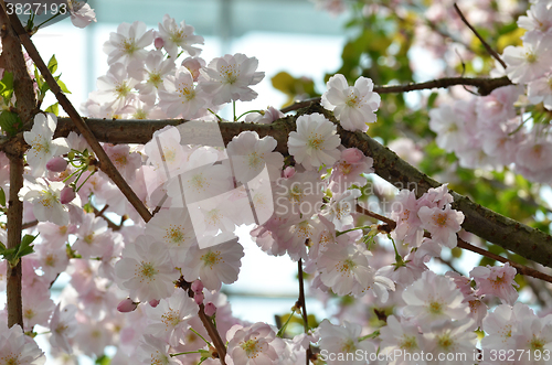 Image of Beautiful Cherry blossom