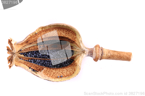 Image of poppy head and seeds 