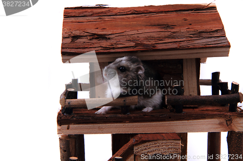 Image of natural wooden house toy with dzungarian hamster