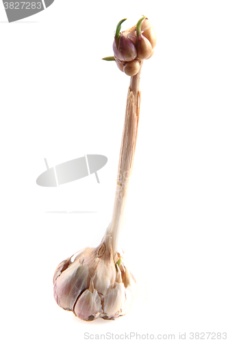 Image of garlic and young plant