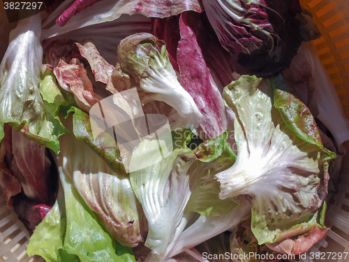 Image of Red and green lettuce