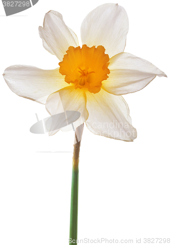 Image of Narcissus Pseudonarcissus Cutout