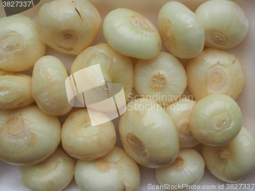 Image of Onions vegetables