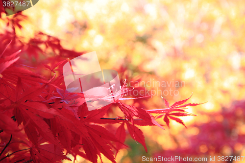Image of autumn leaves background