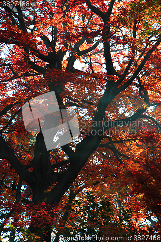 Image of autumn leaves background