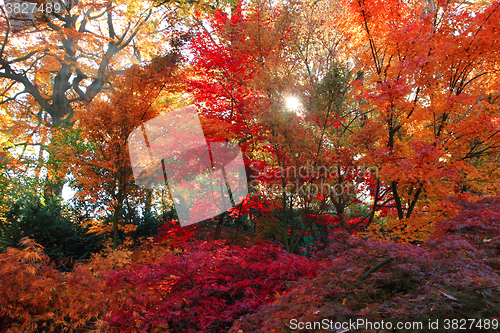 Image of color autumn forest 