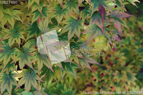 Image of autumn leaves background