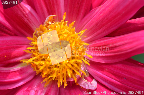 Image of Beautiful flower in a meadow