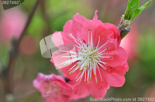 Image of Japanese apricot blossom