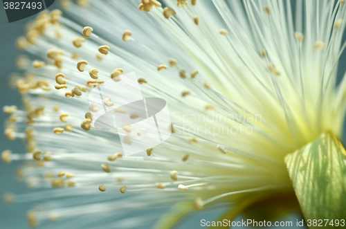 Image of Detail flower of shaving bush tree 