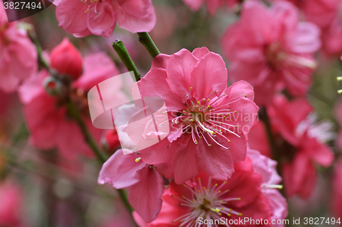 Image of Japanese apricot blossom