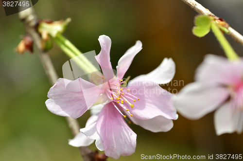Image of Beautiful Cherry blossom