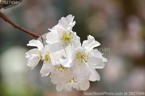 Image of Beautiful Cherry blossom