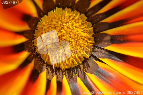 Image of Beautiful flower in a meadow