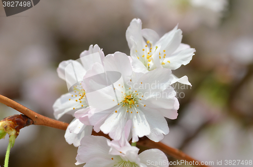 Image of Beautiful Cherry blossom