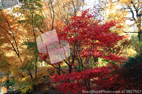 Image of color autumn forest 