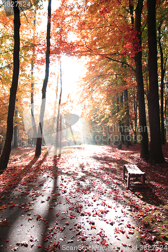 Image of color autumn forest 