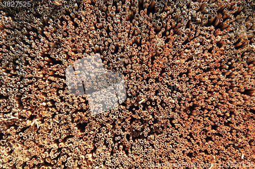 Image of rattan natural texture