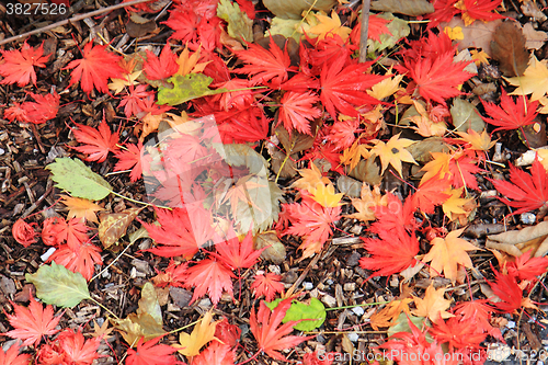 Image of autumn leaves background