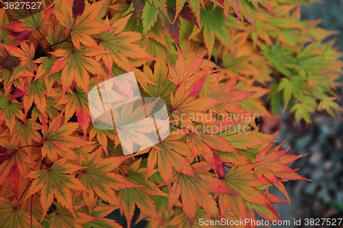 Image of autumn leaves background