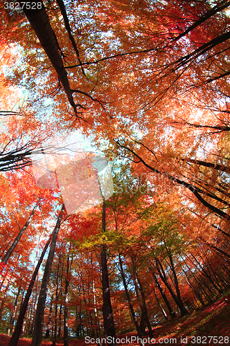 Image of color autumn forest 