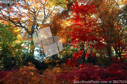 Image of color autumn forest 