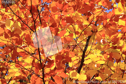 Image of autumn leaves background