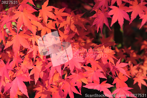 Image of autumn leaves background