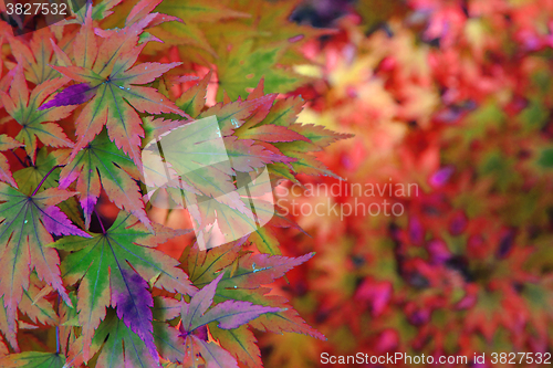 Image of autumn leaves background