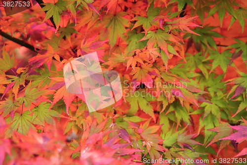 Image of autumn leaves background