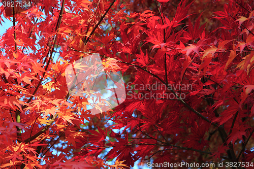Image of autumn leaves background